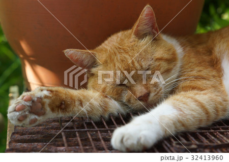 眠る茶猫 32413960