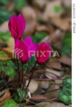 シクラメン 32414070