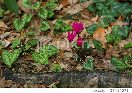 シクラメン シクラメン 32414071