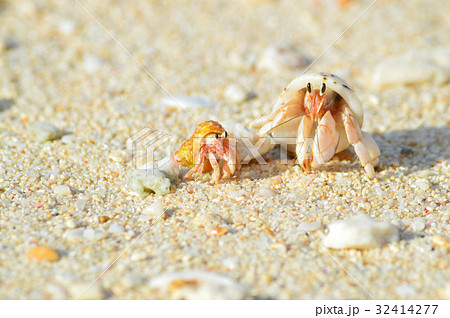 宮古島のヤドカリの写真素材