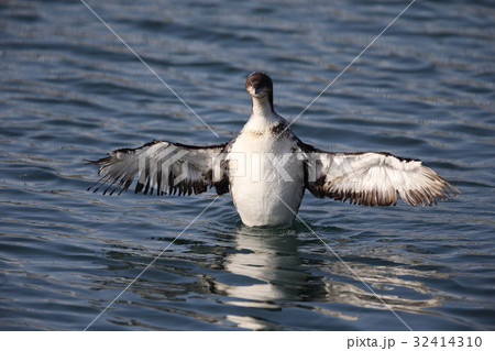 はばたくシロエリオオハム はばたくシロエリオオハム 32414310