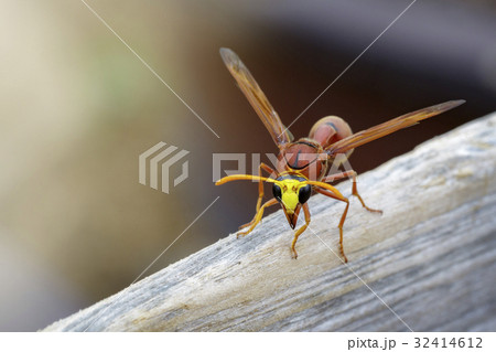 Image of potter wasp (Delta sp, Eumeninae) 32414612
