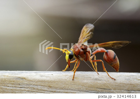 Image of potter wasp (Delta sp, Eumeninae) 32414613