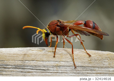 Image of potter wasp (Delta sp, Eumeninae) 32414616