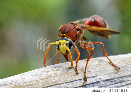 Image of potter wasp (Delta sp, Eumeninae) 32414618