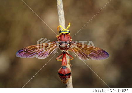 Image of potter wasp (Delta sp, Eumeninae) 32414625