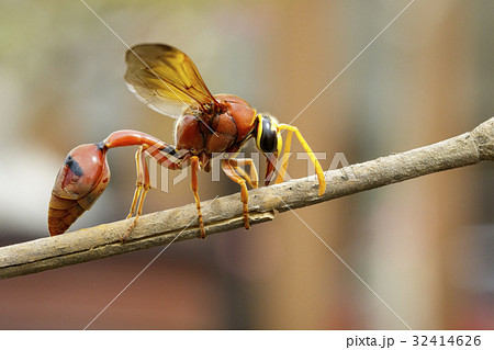 Image of potter wasp (Delta sp, Eumeninae) 32414626