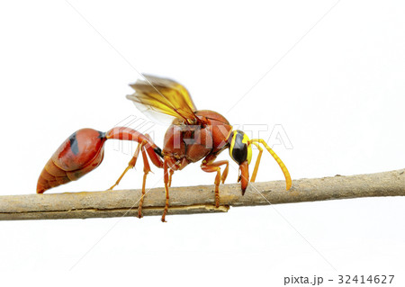 Image of potter wasp (Delta sp, Eumeninae) 32414627
