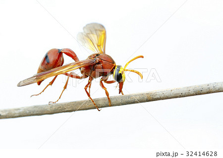 Image of potter wasp (Delta sp, Eumeninae) 32414628