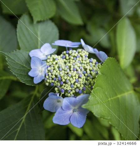 紫陽花 クローズアップ 紫陽花 クローズアップ 32414666