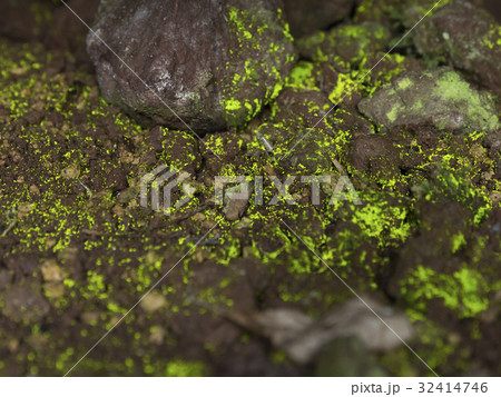 ヒカリゴケ(光苔) 32414746