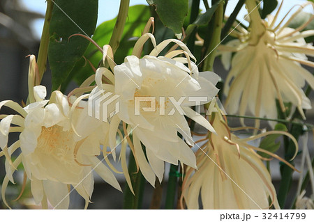 満開、月下美人 満開、月下美人 32414799