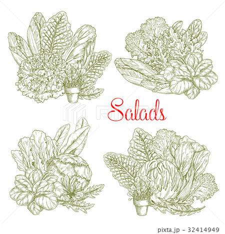 Vector sketch salads and farm lettuces vegetables 32414949