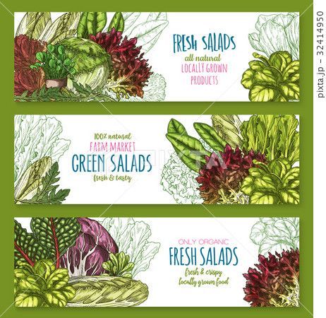 Salads leafy vegetables vector banners set 32414950