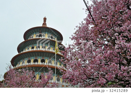 桜 さくら サクラ 32415289