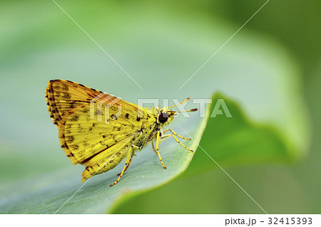Image of common dartlet butterfly. 32415393