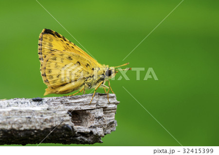 Image of common dartlet butterfly. 32415399