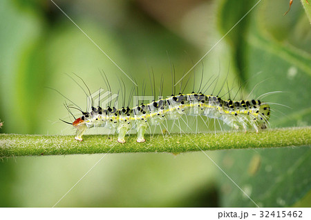 Image of Hairy caterpillar (Eupterote testacea) Image of Hairy caterpillar (Eupterote testacea) 32415462