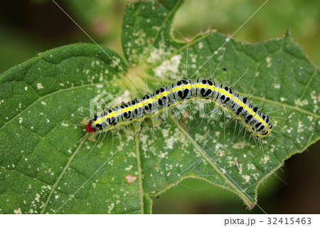 Image of Hairy caterpillar (Eupterote testacea) 32415463
