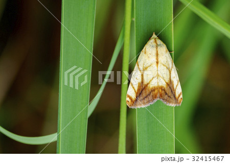 Image of Butterfly Moth (Lasiocampidae). 32415467