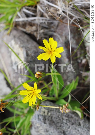 信州　美ヶ原の高山植物　タカネニガナ（高嶺苦菜）の花　高山帯の砂礫・岩礫地に生育する 32415540