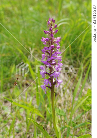 信州 美ヶ原の高山植物 テガタチドリ 手形千鳥 の花 紫色の小さな花が穂状に密集して咲くの写真素材