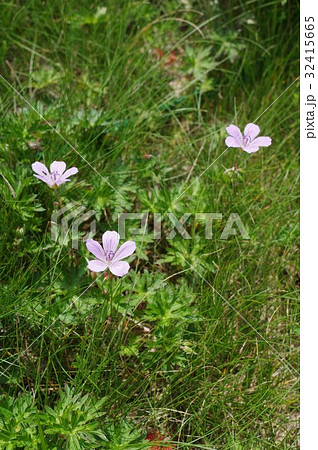 信州 美ヶ原の高山植物 ハクサンフウロ(白山風露)の群落 薄紫の花が咲く 信州 美ヶ原の高山植物 ハクサンフウロ(白山風露)の群落 薄紫の花が咲く 32415665