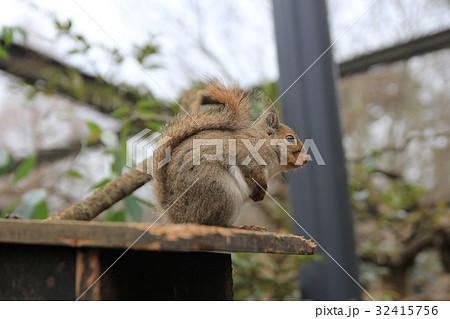 ニホンリス 32415756