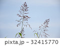 雑草 32415770