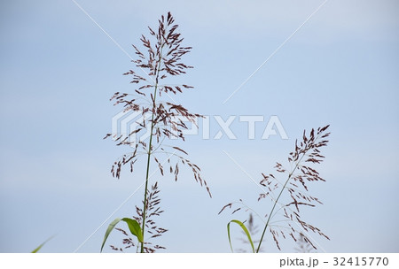 雑草 32415770