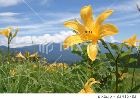 ニッコウキスゲ ニッコウキスゲ 32415782