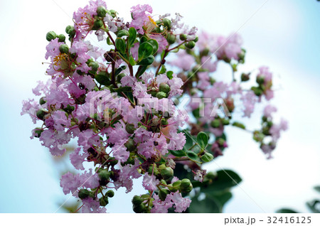 夏の花サルスベリ 32416125