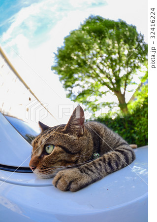 車の上のキジトラ猫 車の上のキジトラ猫 32416224