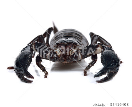 Scorpion isolated on the white background Scorpion isolated on the white background 32416408