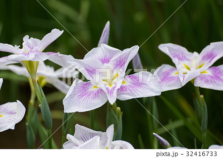 うす紫の菖蒲 32416733