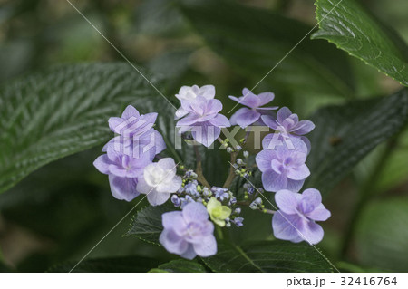 紫のガクアジサイ 32416764