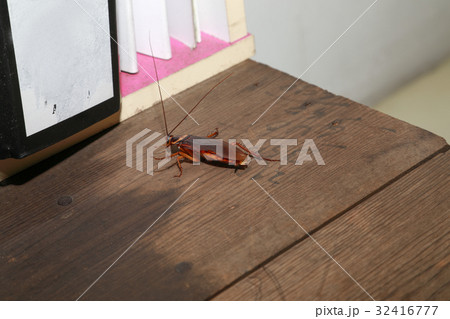 Cockroach pest crawling files brown wooden table 32416777