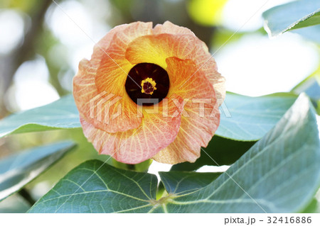オオハマボウの花 32416886