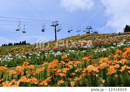 びわこ箱館山ゆり園 32416929
