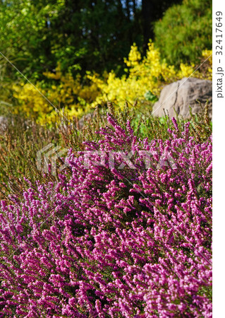 ロックガーデンの美しいエリカ・ダーレンシス ロックガーデンの美しいエリカ・ダーレンシス 32417649