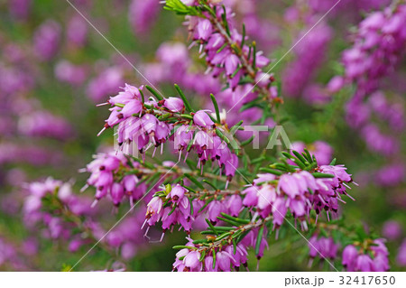 ロックガーデンの美しいエリカ・ダーレンシス ロックガーデンの美しいエリカ・ダーレンシス 32417650