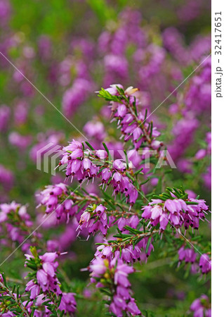 ロックガーデンの美しいエリカ・ダーレンシス 32417651