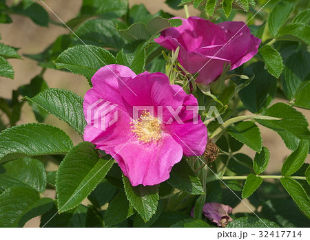 はまなすの花 32417714