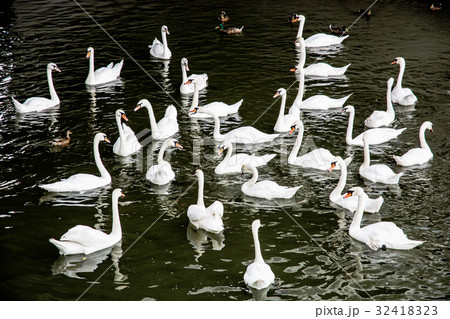Group of white swans with ducks in the water 32418323