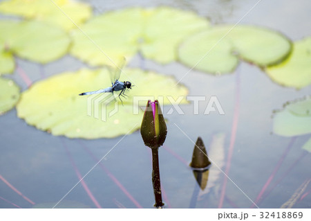 スイレン スイレン 32418869