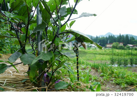 オニヤンマの羽化 32419700