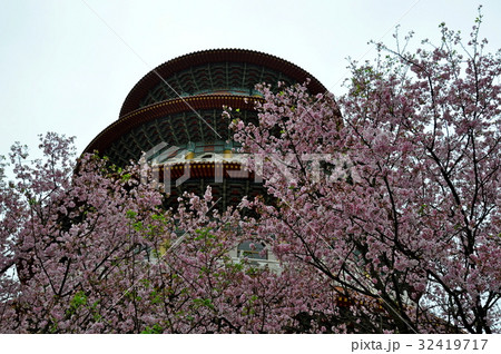 桜 さくら サクラ 32419717