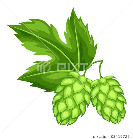 Green hops with leaf. Illustration for Oktoberfest 32419722
