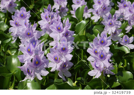 ホテイアオイ 32419739