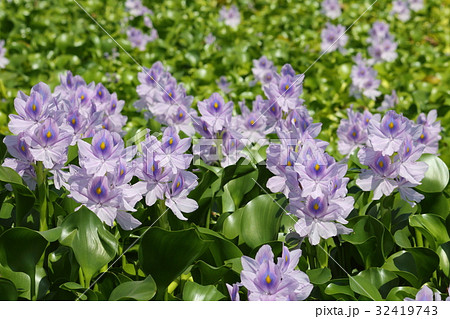 ホテイアオイ 32419743